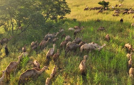 اولین کارخانه پنیر شتر در عمان؛ آغاز ساخت در رخیوت با محوریت زنان روستایی 2 گلههای شتر در مراتع سرسبز ظفار؛ منبعی کلیدی برای تولید شیر و پنیر شتر در عمان
