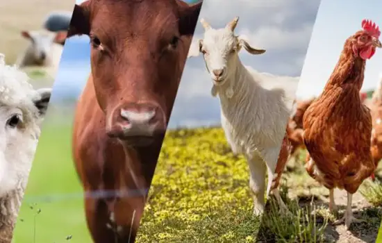 دامپروری در عمان