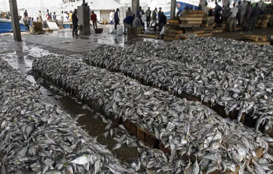 انتقال مجوز ذخیره ماهی زنده