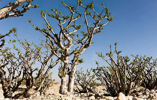 التمثال في مطرح | سائح في عمان | تسجيل الشركة في عمان