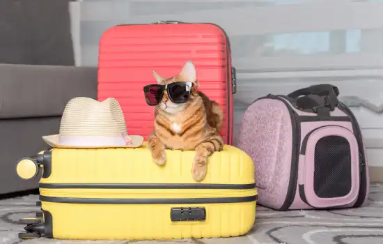 شرایط ارسال حیوانات خانگی به عمان 3 Pet Carrier Box for Air Travel