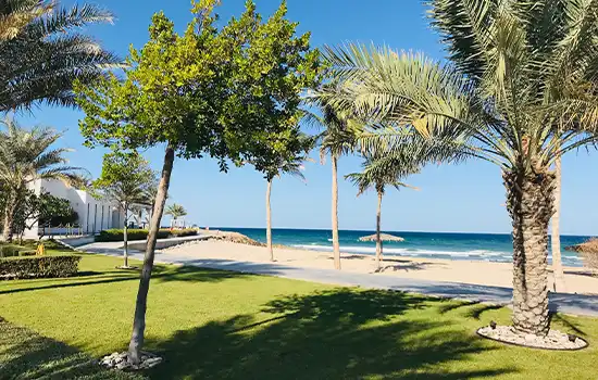 Exploring the Beaches of Oman: Which One Will You Enjoy the Most? 3 A view of Sifah Beach with palm trees and beautiful greenery situated alongside calm blue waters.