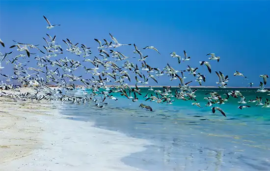 The Special Economic Zone at Duqm SEZD18