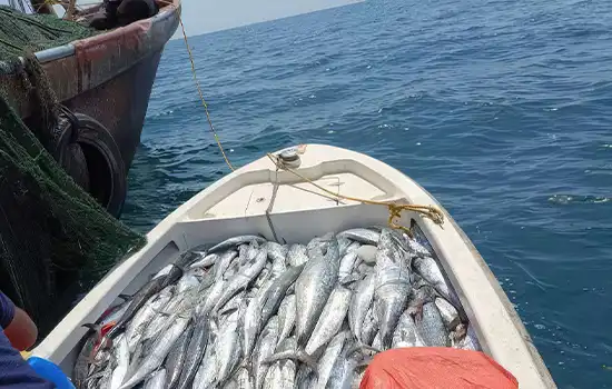 توقیف کشتیهای ماهیگیری در عمان به دلیل نقض قوانین فصلی صید ماهی 5 توقیف کشتیهای ماهیگیری در عمان به دلیل نقض قوانین فصلی صید ماهی