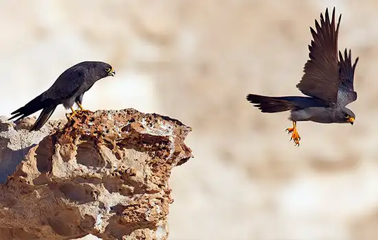 سازمان محیط زیست عمان: به گونه شاهین دودی (Sooty Falcon) در معرض خطر انقراض نظارت می شود 3 سازمان محیط زیست عمان: به گونه شاهین دودی (Sooty Falcon) در معرض خطر انقراض نظارت می شود