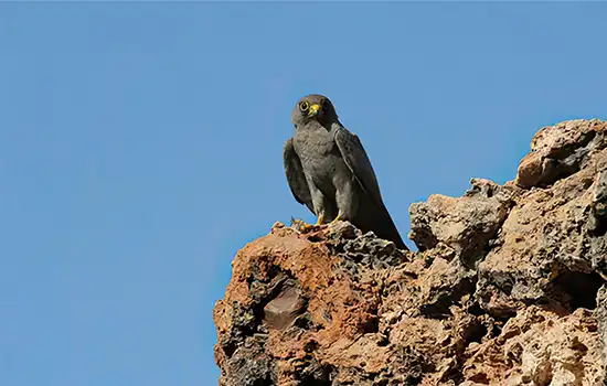 سازمان محیط زیست عمان: به گونه شاهین دودی (Sooty Falcon) در معرض خطر انقراض نظارت می شود 2 سازمان محیط زیست عمان: به گونه شاهین دودی (Sooty Falcon) در معرض خطر انقراض نظارت می شود