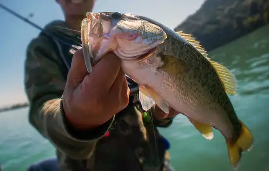 توسعه مزارع پرورش ماهی در البطینه: یک گام مهم به سوی تقویت امنیت غذایی 8 توسعه مزارع پرورش ماهی در البطینه: یک گام مهم به سوی تقویت امنیت غذایی