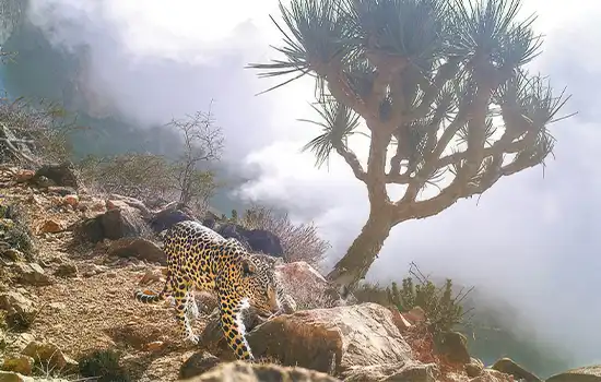 دوربین های نظارتی حیات وحش در ظفار 3 پلنگ عربی را در حال قدم زدن ثبت کرد