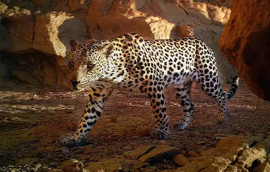 دوربین های نظارتی حیات وحش در ظفار 3 پلنگ عربی را در حال قدم زدن ثبت کردند 8 دوربین های نظارتی حیات وحش در ظفار 3 پلنگ عربی را در حال قدم زدن ثبت کرد