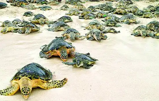 ساخت ستون های چوبی در اطراف ساحل لاک پشت