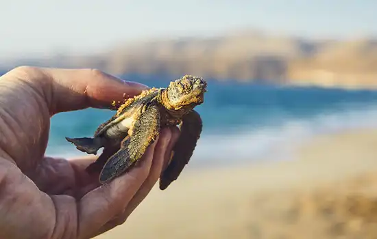 ساخت ستون های چوبی در اطراف ساحل لاک پشت