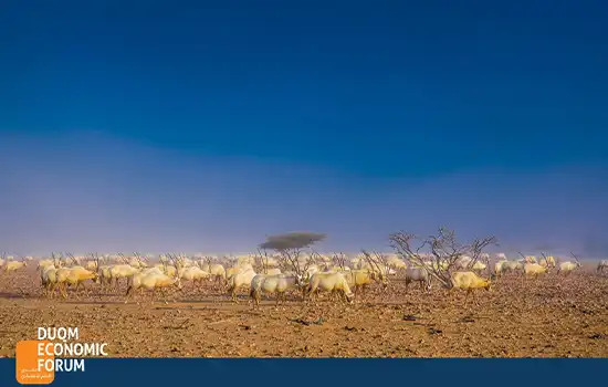 The Special Economic Zone at Duqm SEZD17