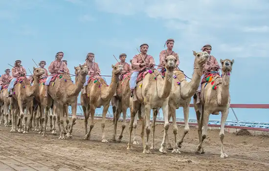 هنر پرورش شتر عمان به فهرست میراث جهانی ایسیسکو پیوست 2 camel breeding oman isesco world heritage 4
