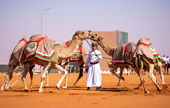هنر پرورش شتر عمان به فهرست میراث جهانی ایسیسکو پیوست 3 camel breeding oman isesco world heritage
