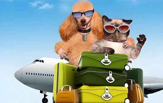 شرایط ارسال حیوانات خانگی به عمان 1 شرایط ارسال حیوانات خانگی به عمان