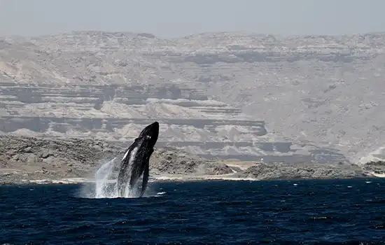 نصب تراشه ردیاب بر روی نهنگ گوژپشت 2 نصب تراشه ردیاب بر روی نهنگ گوژپشت