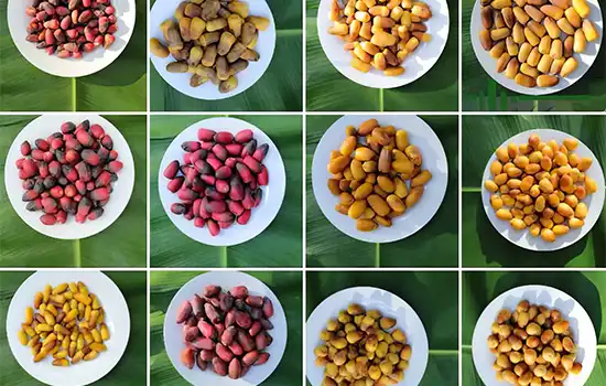 عمان: قطب تولید خرما در خلیج فارس