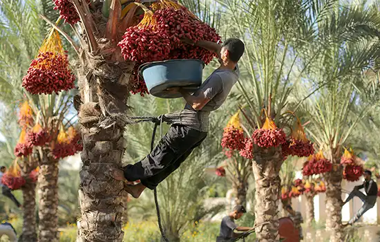 عمان: قطب تولید خرما در خلیج فارس