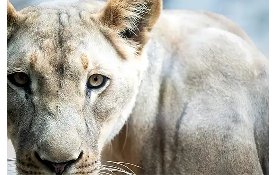 Unveiling the largest zoo in Oman on Eid al Fitr 3