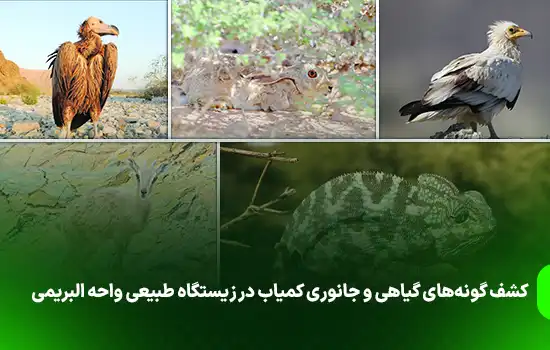 کشف گونههای گیاهی و جانوری کمیاب در زیستگاه طبیعی واحه البریمی 7 Al Buraimi Oasis Nature Reserve is rich in wildlife