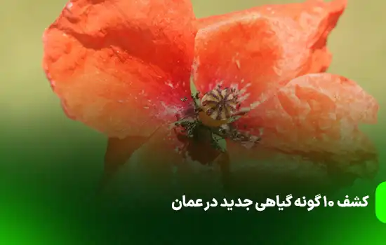 کشف 10 گونه گیاهی جدید در عمان 7 Discovery of 10 new plant species in Oman