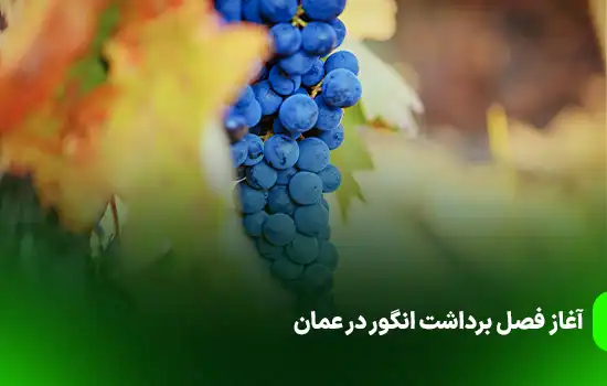 آغاز فصل برداشت انگور در عمان 11 آغاز فصل برداشت انگور در عمان