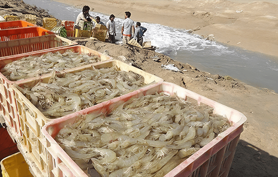 میگوی تولیدی سیستان و بلوچستان به بازار عمان وارد شد 2 Shrimp produced in Sistan and Baluchistan entered the Oman market 2
