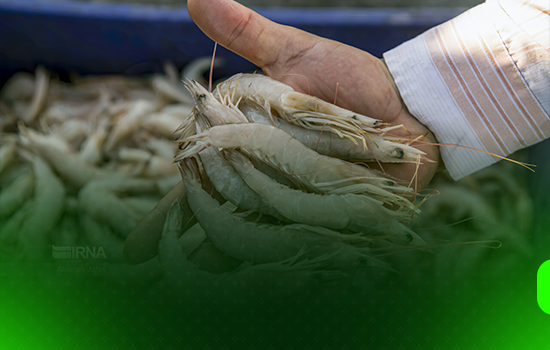 میگوی تولیدی سیستان و بلوچستان به بازار عمان وارد شد 10 میگوی تولیدی سیستان و بلوچستان به بازار عمان وارد شد