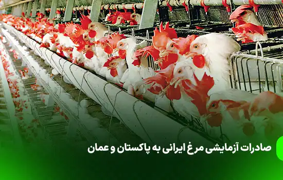 صادرات آزمایشی مرغ ایرانی به پاکستان و عمان