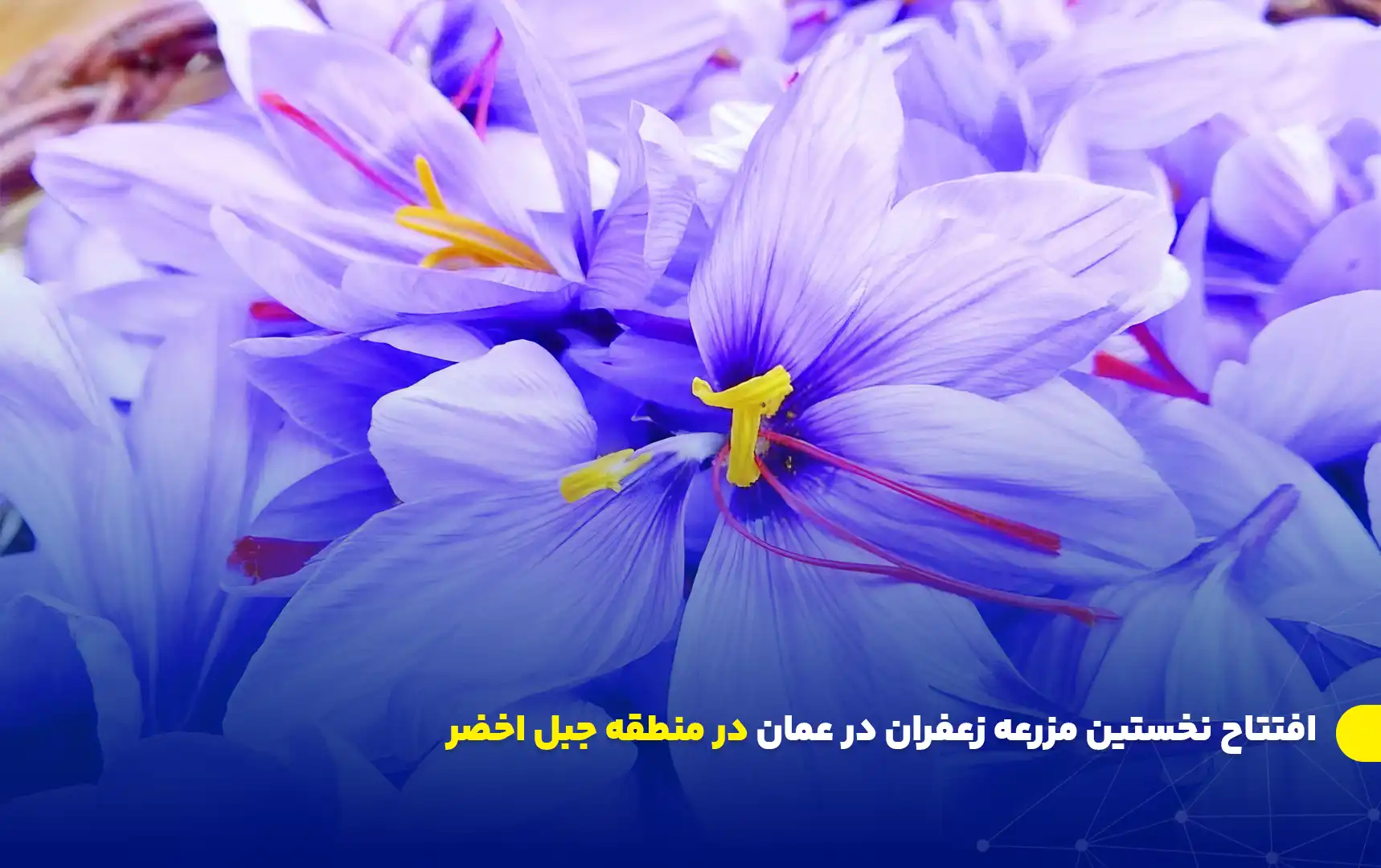 افتتاح نخستین مزرعه زعفران در عمان در منطقه جبل اخضر 1 Omans First Saffron Farm Opens in Al Jabal Al Akhdar