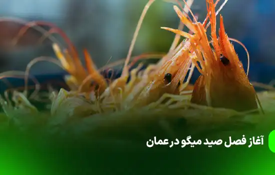 آغاز فصل صید میگو در عمان 2 Shrimp Fishing Season Begins in Oman