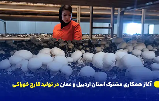 آغاز همکاری مشترک استان اردبیل و عمان در تولید قارچ خوراکی 8 کارگر در حال بررسی تولید قارچ در مزرعه