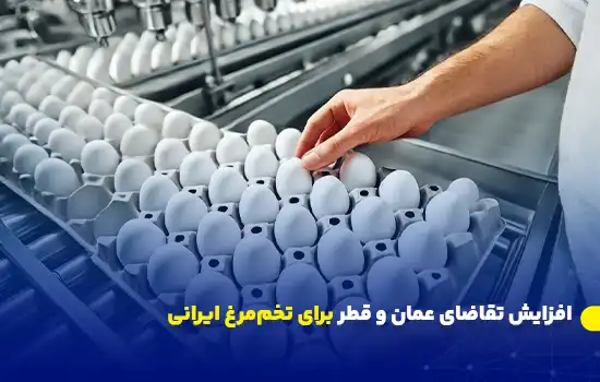 افزایش تقاضای عمان و قطر برای تخممرغ ایرانی 7 increased demand for iranian eggs in oman and qatar