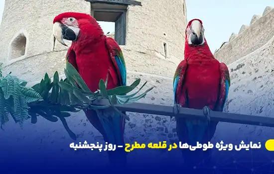 نمایش ویژه طوطیها در قلعه مطرح در روز پنجشنبه 1 special event for parrot show at muttrah fort on thursday