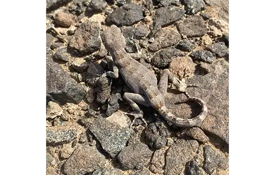 discovery of 7 new lizard species in oman 2