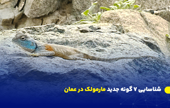 discovery of 7 new lizard species in oman