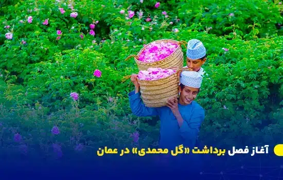 آغاز فصل برداشت گل محمدی در روستای العین عمان