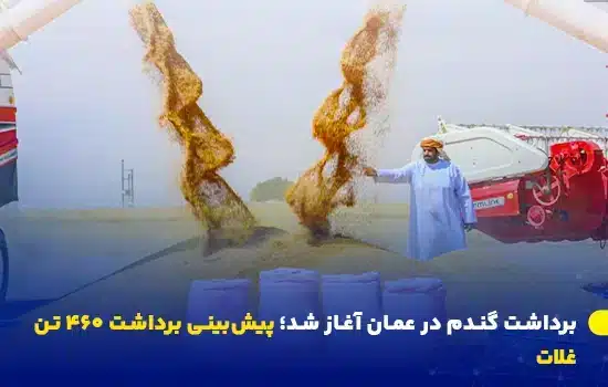 برداشت گندم در عمان آغاز شد؛ پیش‌بینی برداشت ۴۶۰ تن غلات