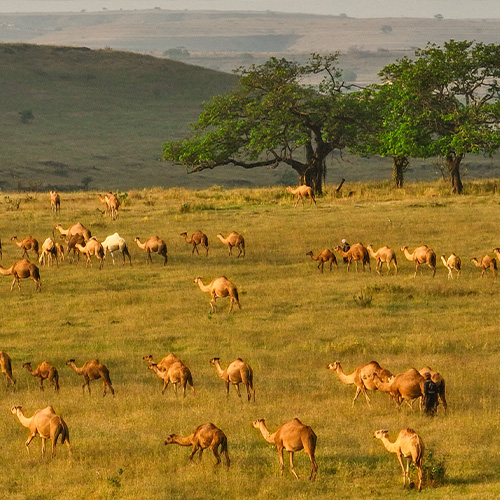 dhofar gears up for record breaking khareef 100 hotels for 100 days en