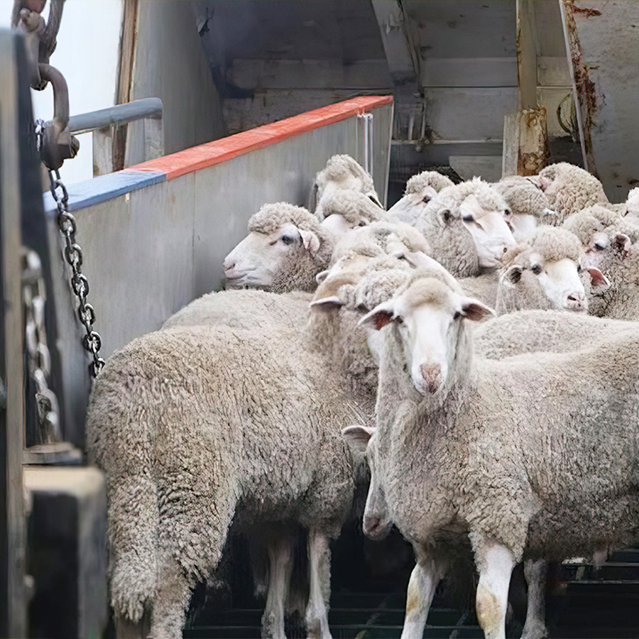 omans livestock market prepared for eid al adha 2025